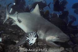 bull shark by Andre Philip 